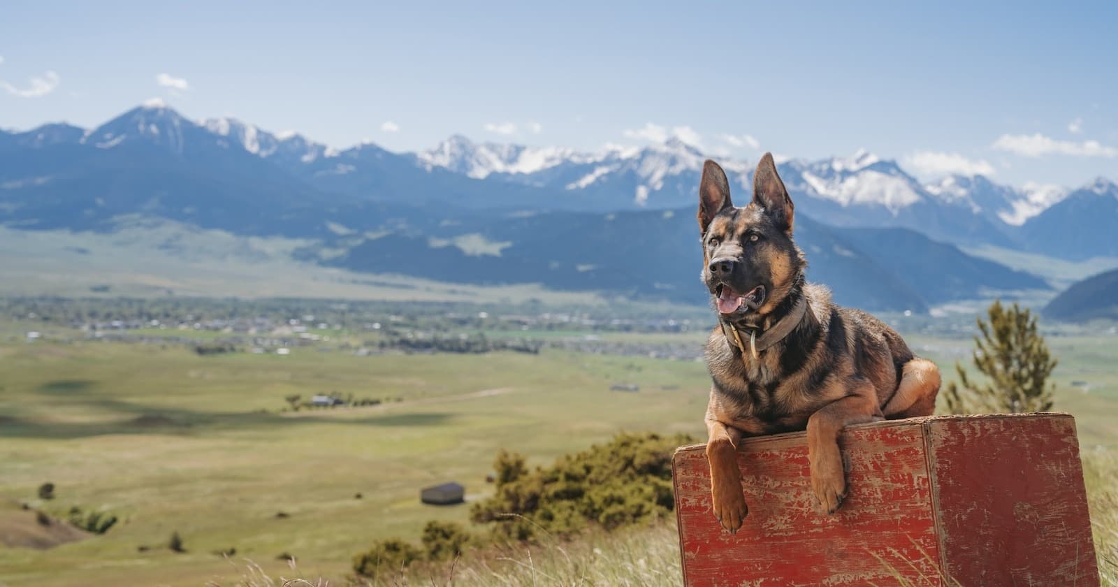 Protection dog in the Swiss Alps